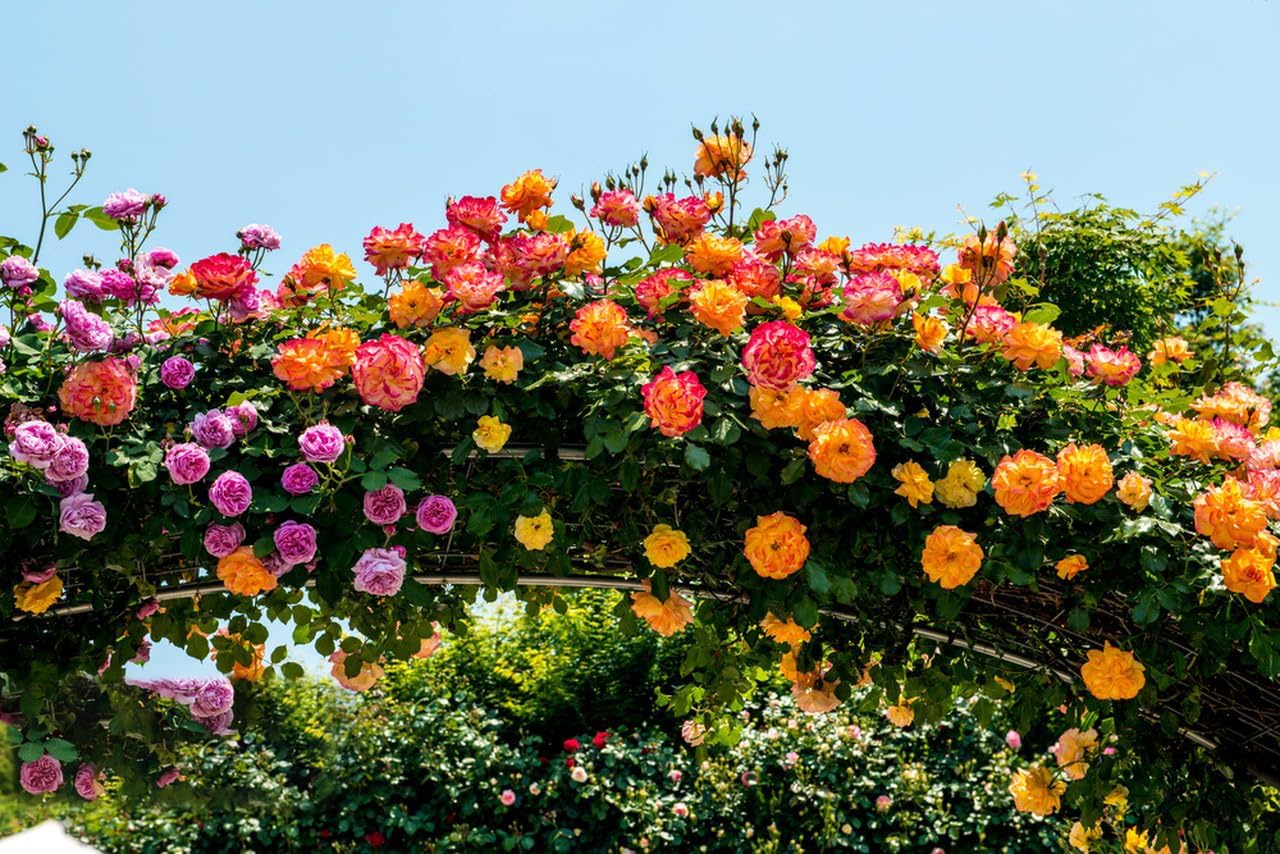 200+ Climbing Rose Seeds for Planting Outdoors - Vibrant Vine Flower, Long-Blooming Ornamental Garden Blooms (Pink)