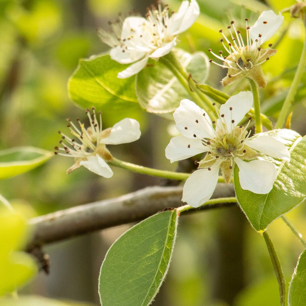 PERFECT PLANTS Moonglow Pear Tree 4-5 ft. Tall Cross Pollinator Heavy Producer of Sweet Fruit, White Flowers