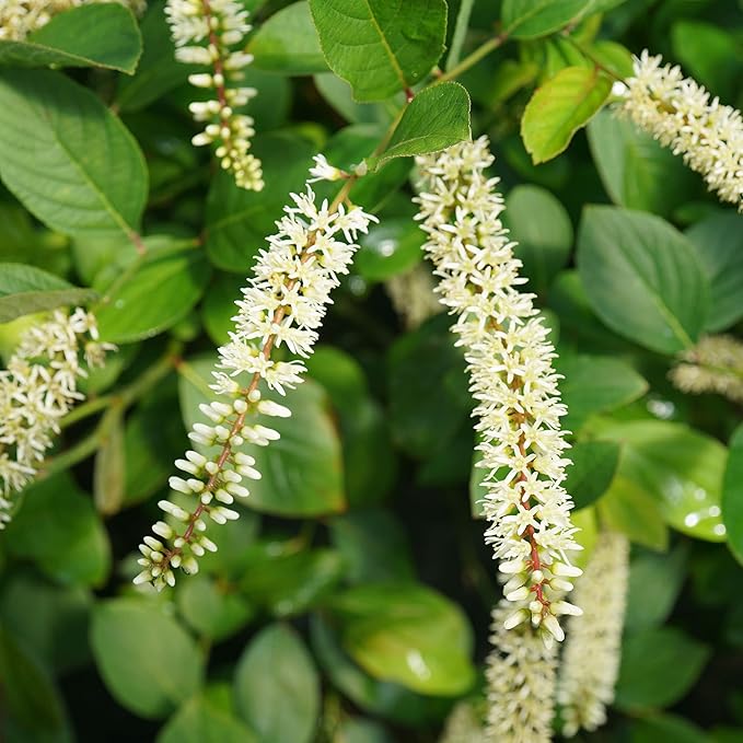 Sweetspire Scentlandia Itea, 2 Gallon, White Blooms