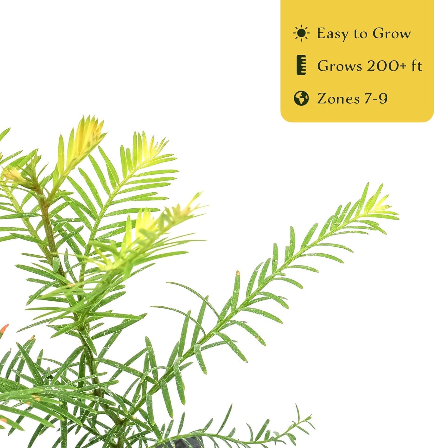 3 Coastal Redwood in 3.5” Nursery Cubes (Sequoia sempervirens) | Majestic Evergreen Tree for Shade, Privacy & Wildlife Support | Ready-to-Plant Live Starter Plants