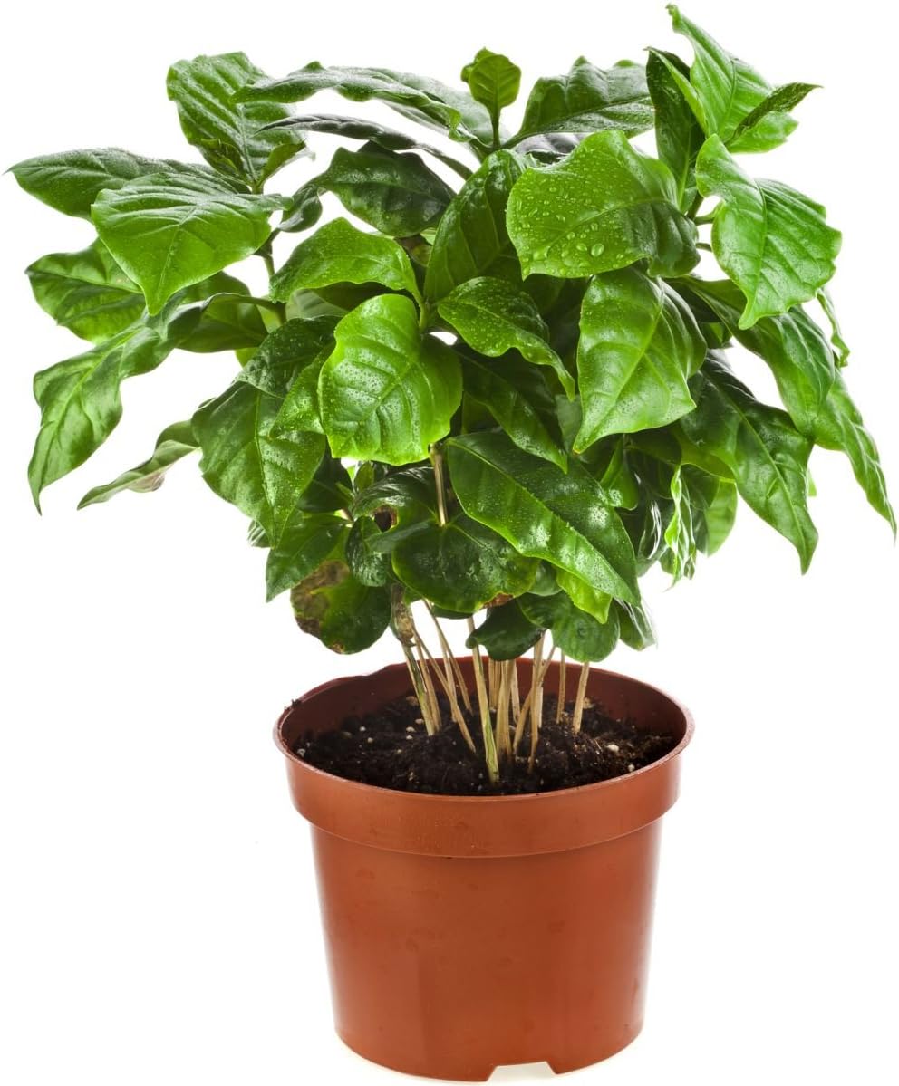 Seeds Flowers Arabian Coffee Tree Indoor - 5 Seeds