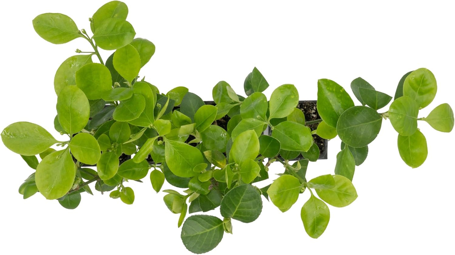 4 Manhattan Euonymus, Live Plants (Euonymus Kiautschovicus ‘Manhattan’) – Evergreen Shrub for Hedges, Thriving in 2.5” Nursery Cubes
