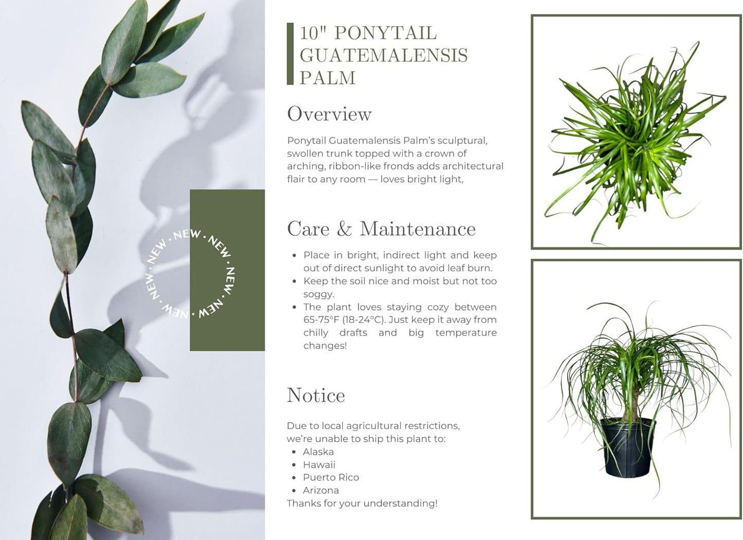 Ponytail Palm Elephant's Foot Live Plant for Indoor, Outdoor Use, 10-inch Grower Pot