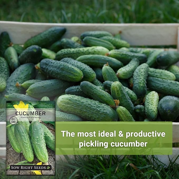 Sow Right Seeds - National Pickling Cucumber Seeds for Planting - Non-GMO Heirloom Packet with Instructions to Plant and Grow a Home Vegetable Garden - Famous Variety for Homemade Pickles (4)