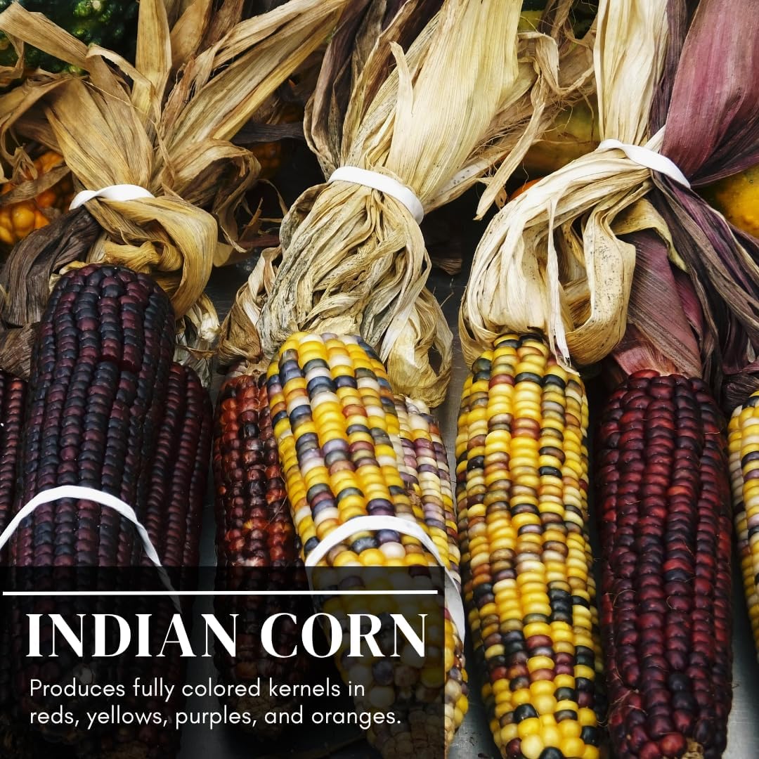 400 Indian Corn Seeds for Planting - Multicolor Ornamental Indian Corn - 400+ Seeds Zea Mays Non GMO Flint Corn Seed