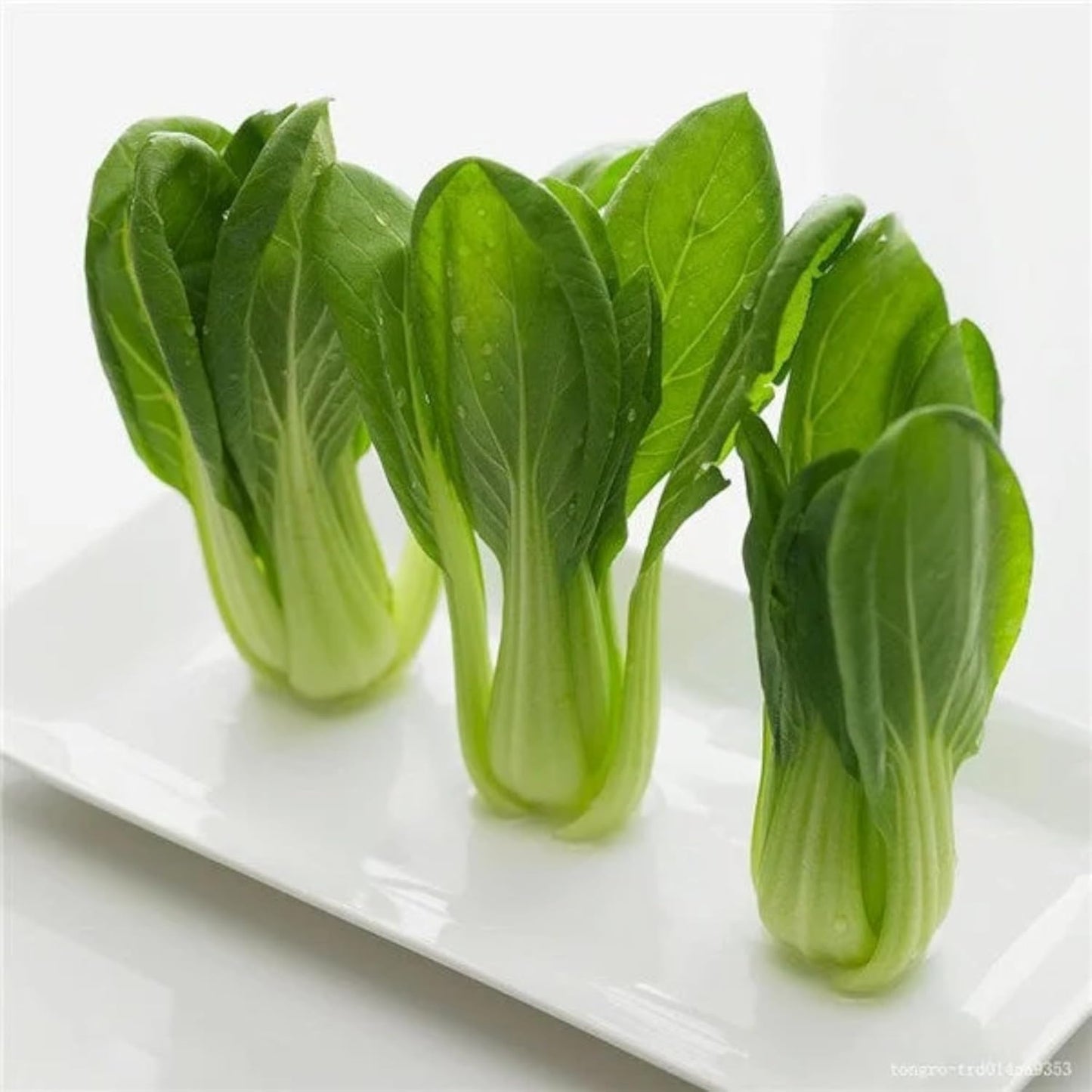 All Year Round Organic Chinese Cabbage Seeds, 1000pcs, Non-GMO, High 95% Germination, Perfect for Every Season
