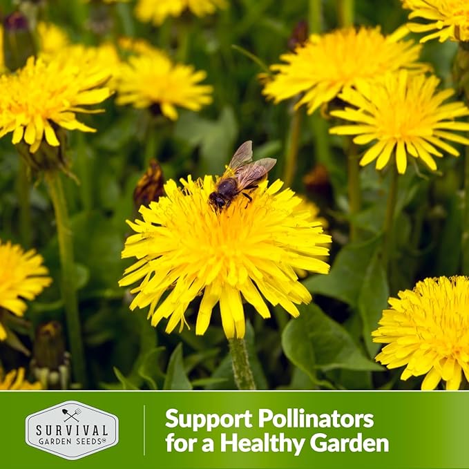 Survival Garden Seeds Common Dandelion Seeds for Planting - 1 Packet with Instructions to Plant & Grow Nutritious Dandelion Greens in Your Home Herb or Vegetable Garden - Non-GMO Heirloom Variety Seed