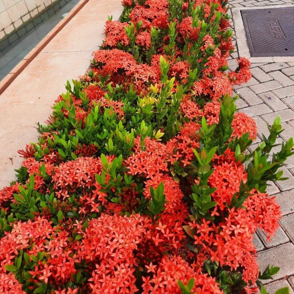 Set 2 Dwarf Red Ixora Live Plants, Size 2 to 5 Inch Tall Plant - Hardy, Perennial Ixora Flowers Starter Plant for Grow Outdoors, Without Pot
