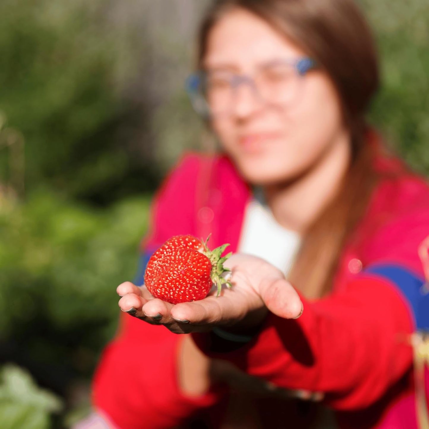 Seascape Strawberry Plants - Great for Planters - Day Neutral (Heavy Producer) - Bare Root Strawberry Plants from Hand Picked Nursery (5)