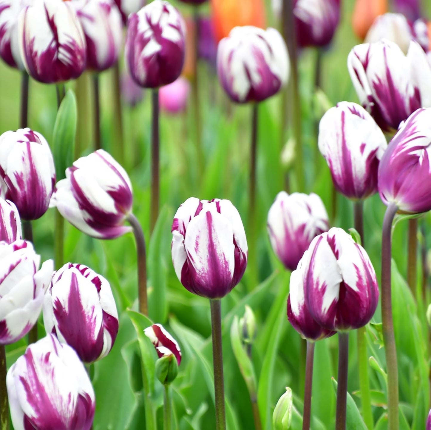 Blueberry Swirl Tulip Flower Bulbs - Vibrant Color with Beautiful Blooms - Includes 10 Flower Bulbs