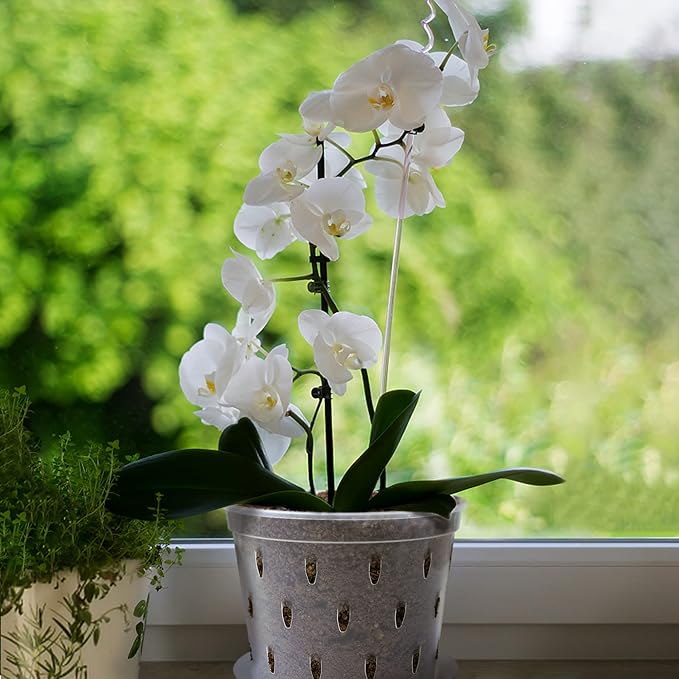 Orchid Pot, 7 Inch 8 Pack Orchid Pots with Holes and Saucers, Clear Plastic Plant Pot Indoor