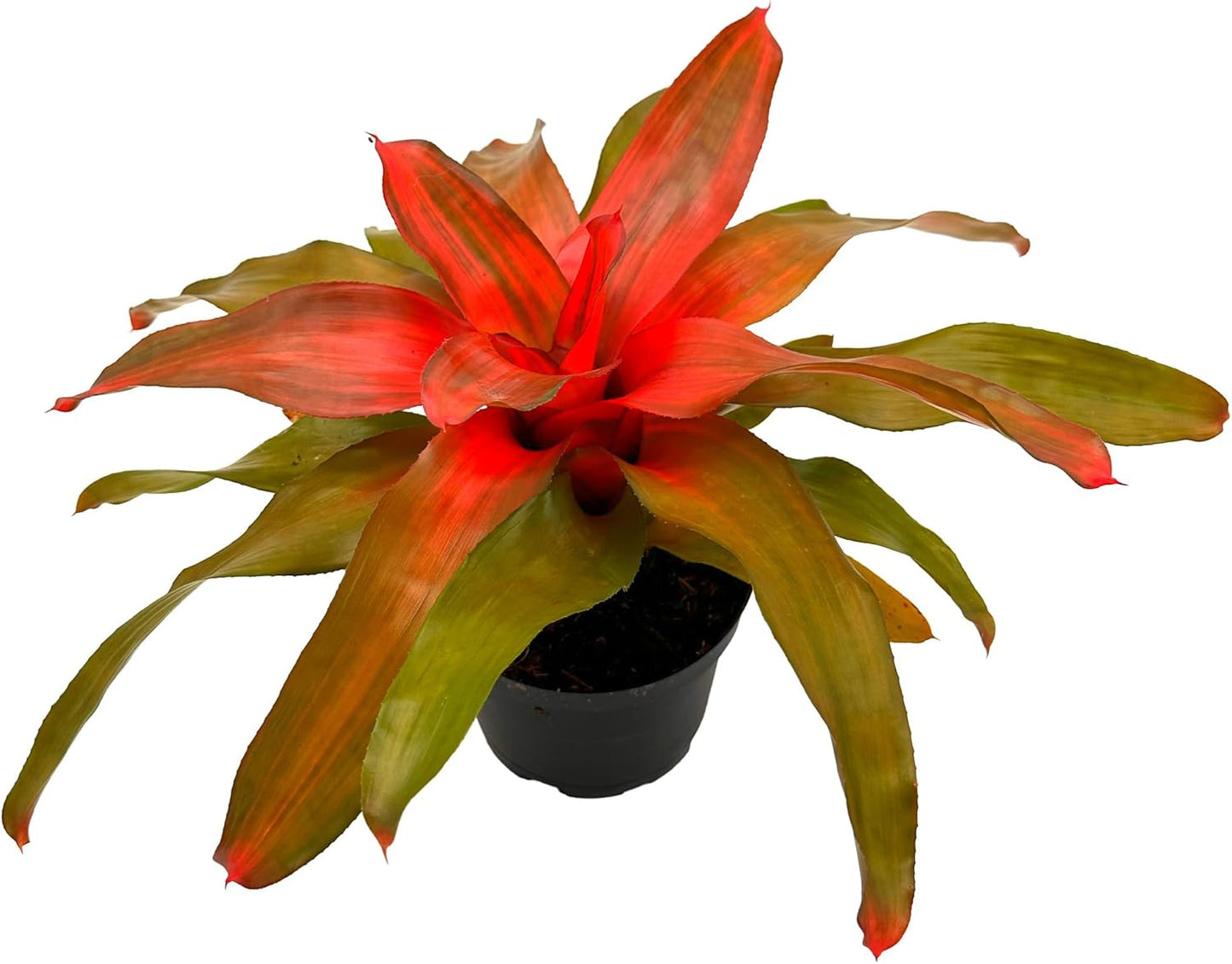 ragnaroc Live Plants – Bromeliad Neoregelia Tangerine, 8-12" in 6" Pot - 1ct - Live Arrival Guaranteed - House Plants for Home Decor & Gift