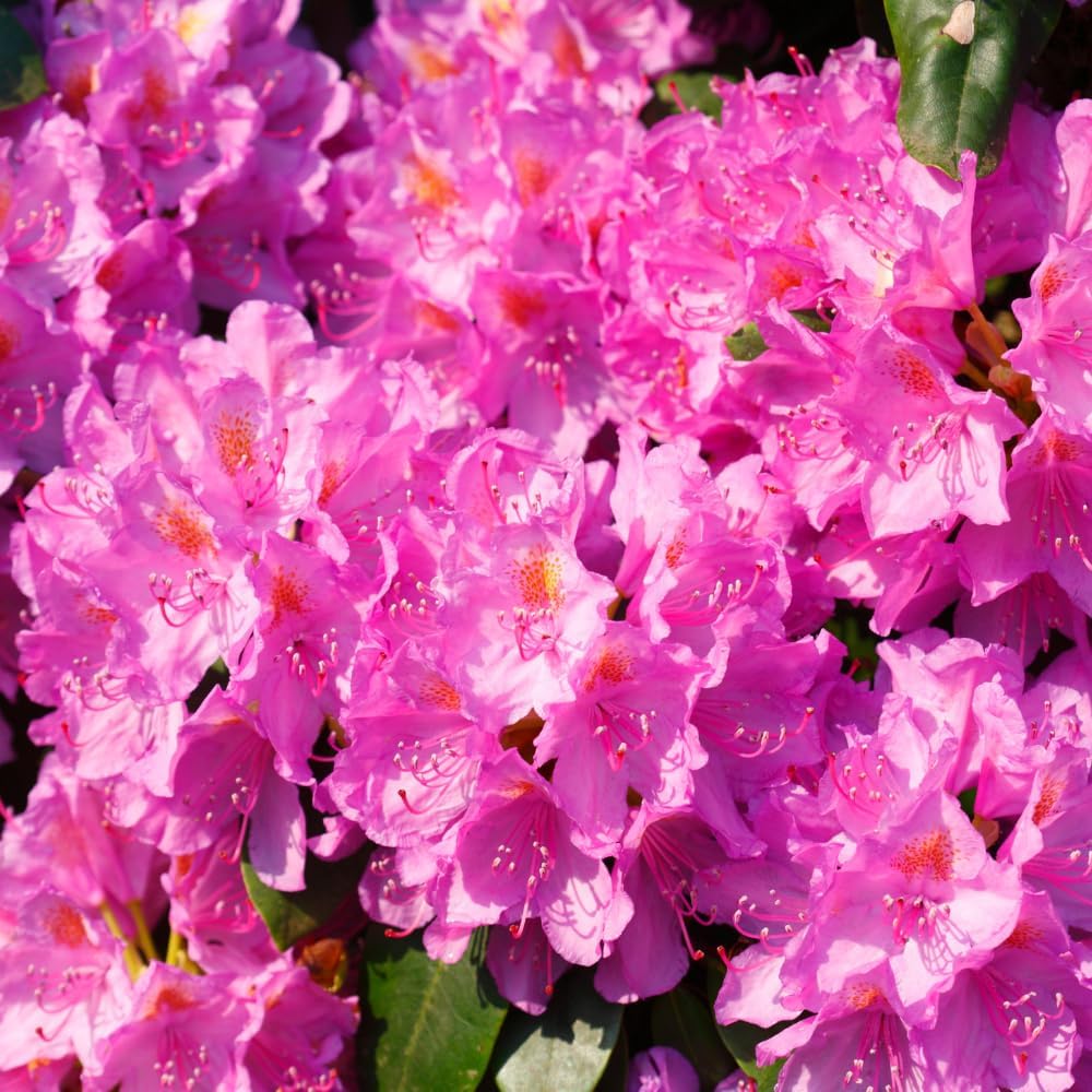 Rhododendrons Plant Live, Light Pink Rhododendron Shrub, Large Flowering Tree 1 Gallon Potted for Gardening
