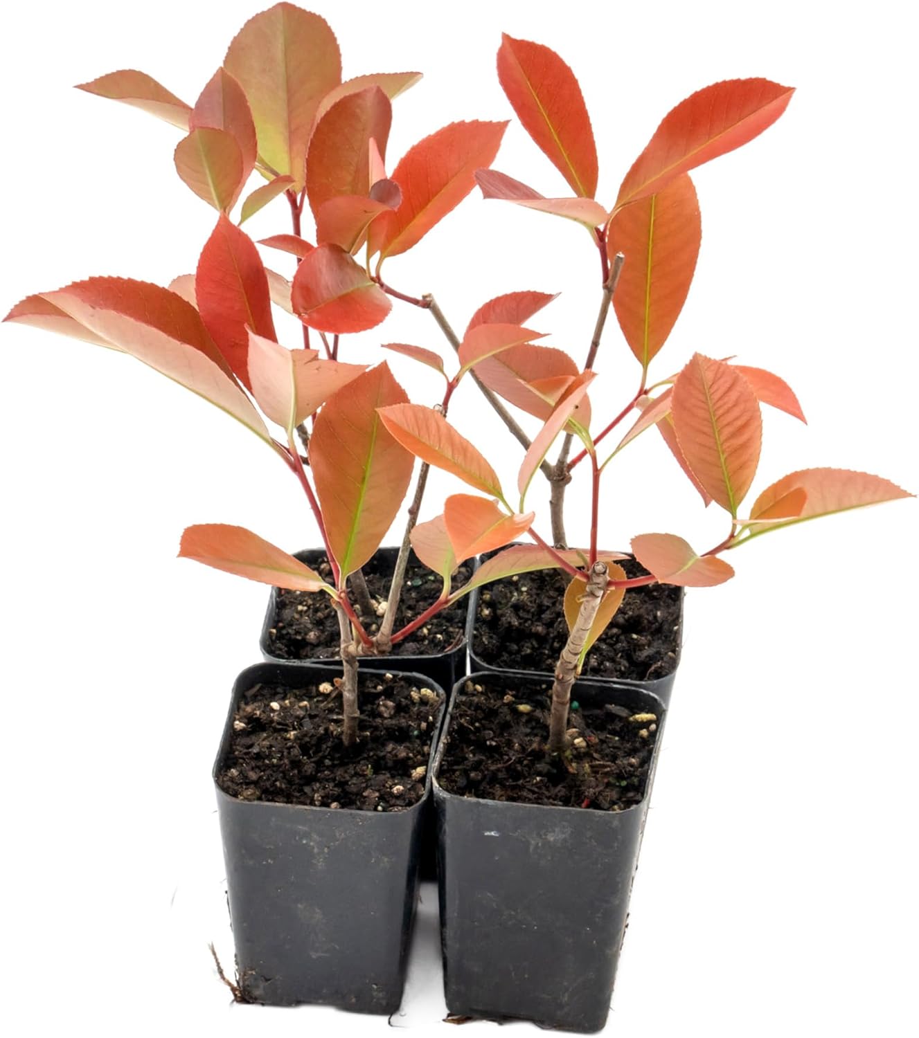 4 Red Tip Photinia, Photinia x fraseri, Thriving in Extra Deep Nursery Cubes