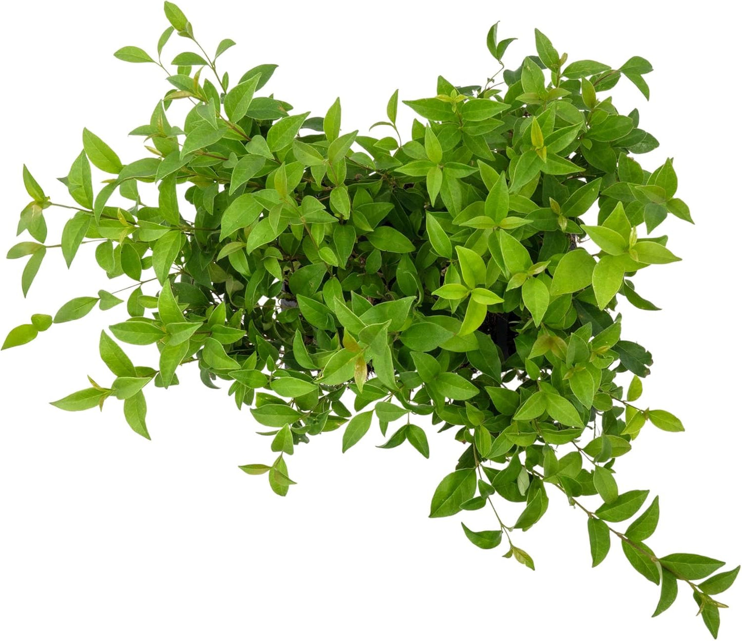 12 Japanese Privet in 2.5" Nursery Cubes | Ligustrum japonicum | Evergreen Shrub for Hedges, Screens & Borders | Ready-to-Plant & Easy-to-Grow Outdoor Live Starter Plants