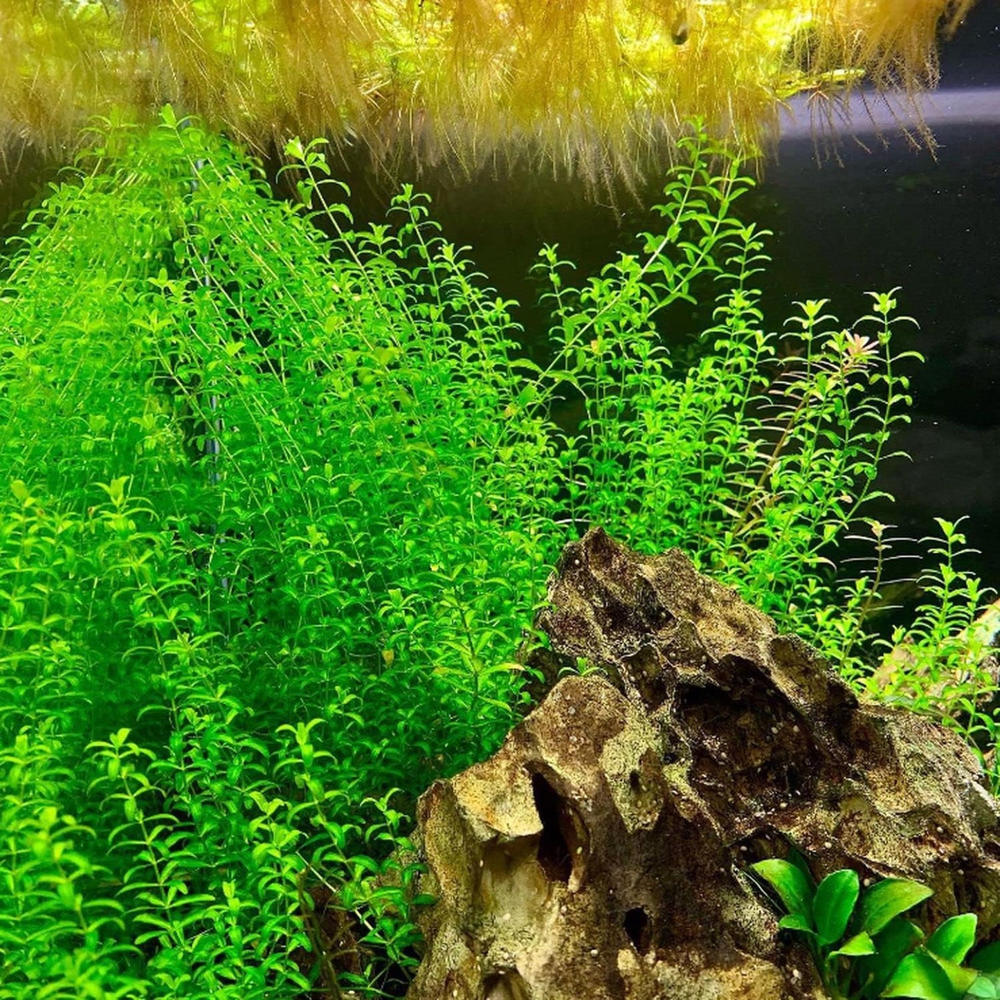 Greenpro | Pearl Weed Hemianthus Micranthemoides Potted US Farm Live Aquarium Plants Midground for Fish Tank Decoration