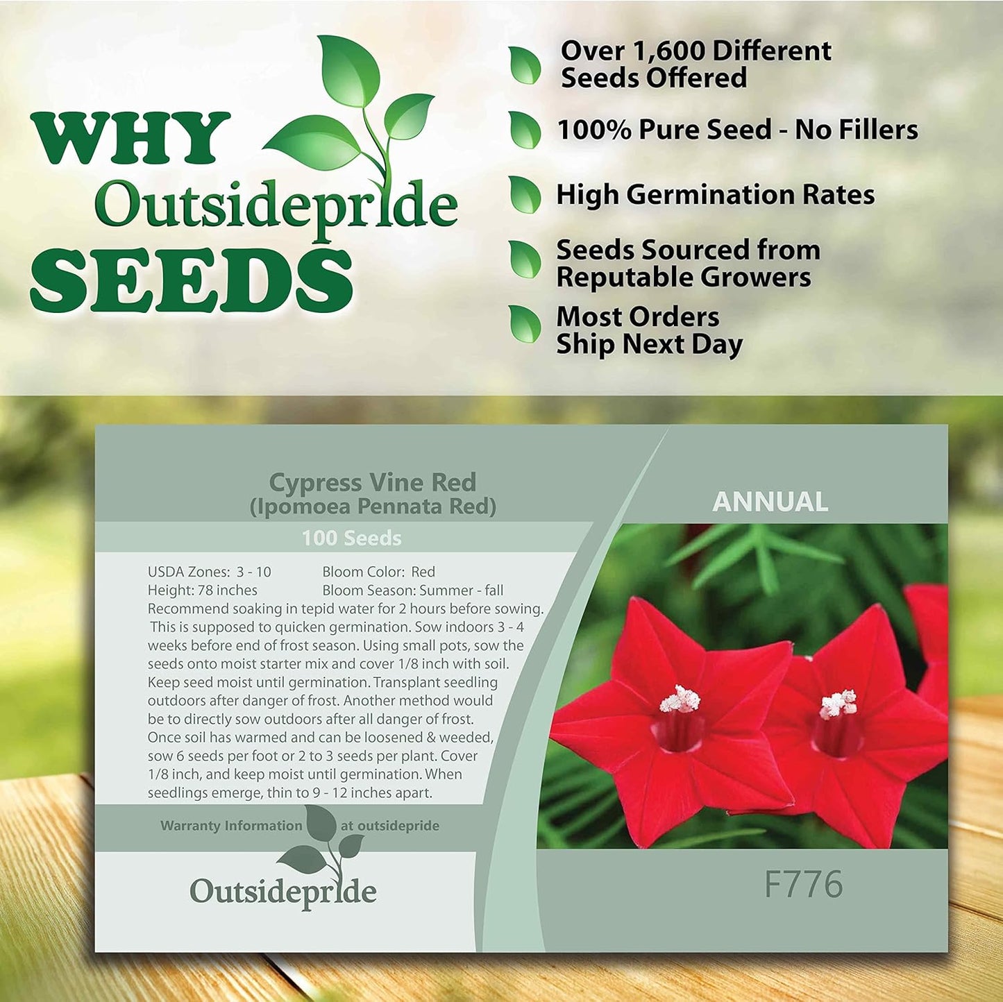 Outsidepride Red Cypress Vine Seeds - 200 Pcs Annual Flower Seeds with Nectar-Rich, Star-Shaped Flowers & Feathery, Fern-Like Leaves for Fences, Trellises, Pergolas & Vertical Gardens