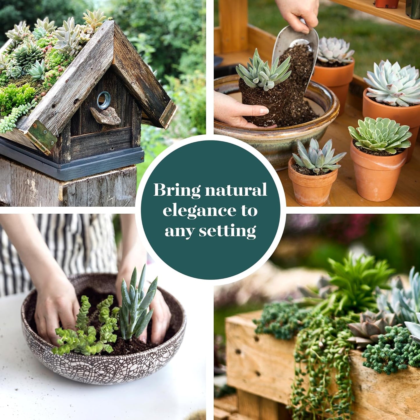 Shop Succulents Verde Succulent Plant Pack Bulk Collection - Live Mini Succulent Plants, Low Maintenance, Mix of Green Succulents & Textures - Wedding and Party Favors, Gift & Garden, Pack of 128