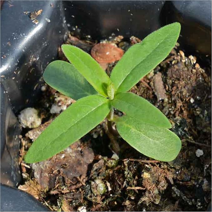 Seed Needs Showy Milkweed Seeds for Planting - Untreated & Open Pollinated, Attracts Monarch Butterflies in a Butterfly Garden (2 Packs)