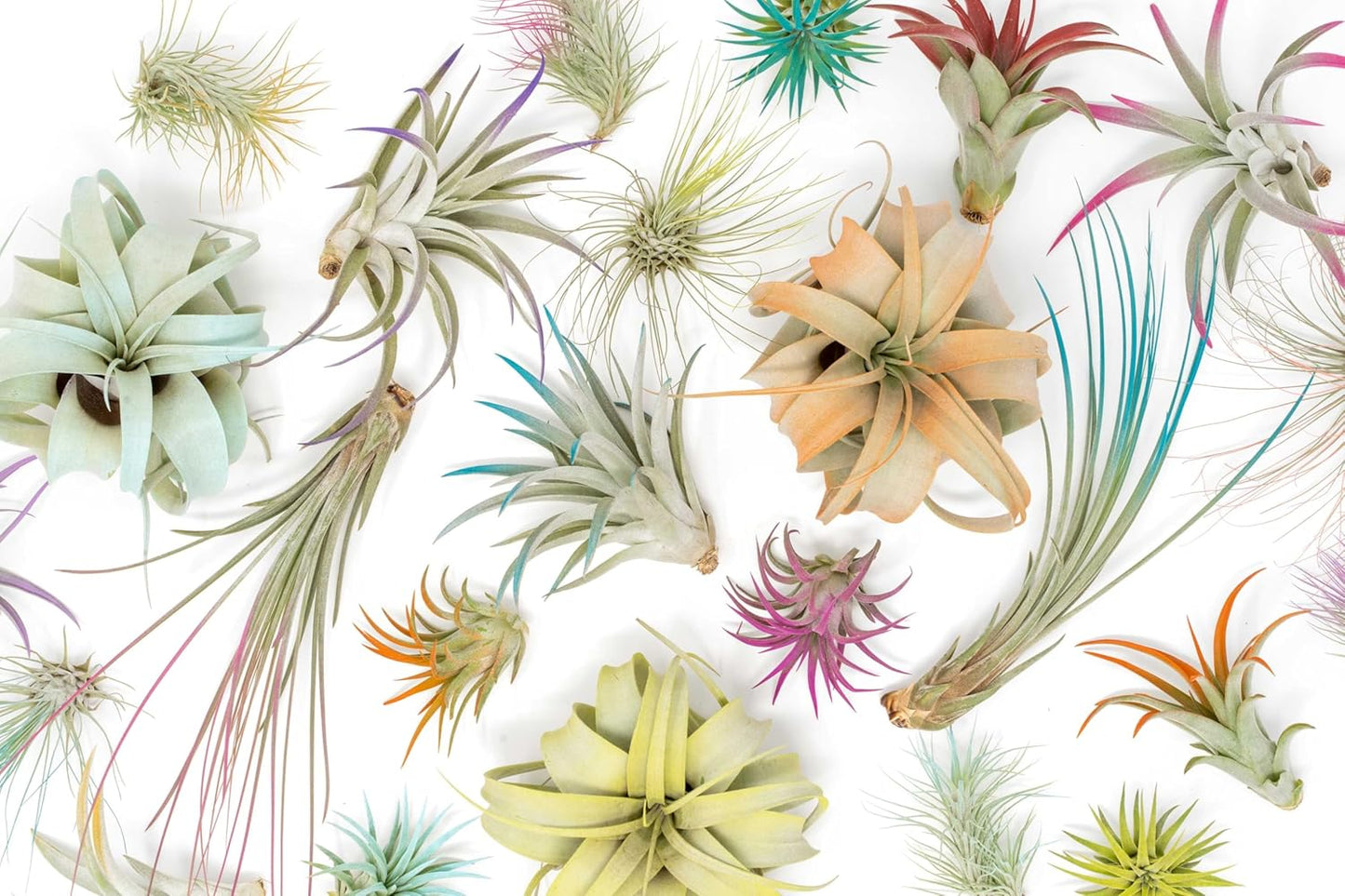 Coral Colorful Tillandsia Air Plants - Long Lasting Color Enhanced Live Tillandsia Succulent House Plants - Home and Garden Decor - Easy Care Indoor/Outdoor Plants (Mini Xerographica, Single)
