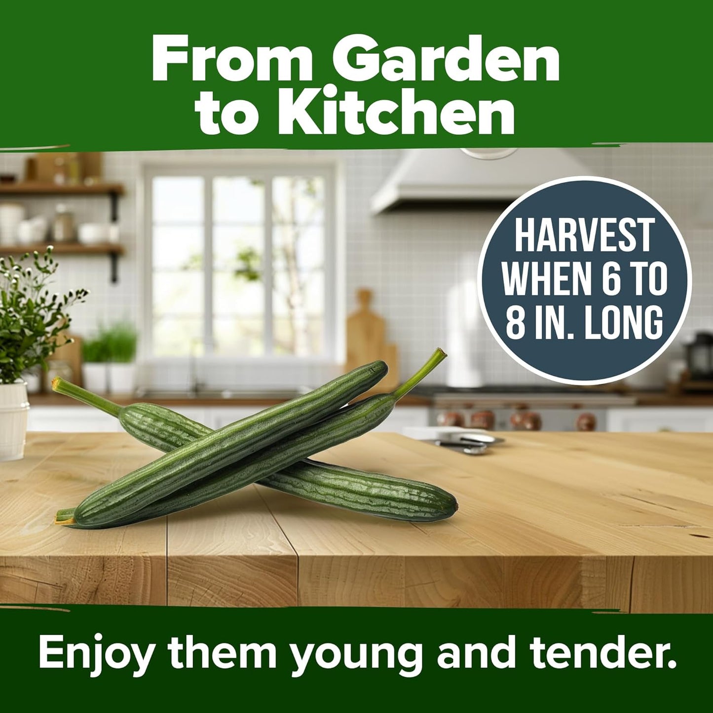 HOME GROWN π¨π¦π π£π₯ππ ππ¨π Luffa Seeds (Luffa aegyptiaca) 40 Heirloom π‘π’π‘-ππ π’ Loofah Gourd Seeds for Planting High Germination Rate - Make Sponges or Harvest Young Loofahs for Eating