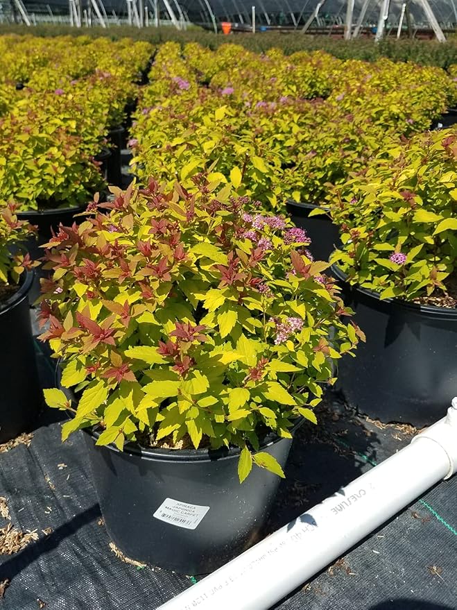 Spiraea jap. 'Magic Carpet' (Spirea) Shrub, #3 - Size Container