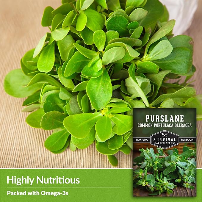 Common Purslane Seed for Planting - 2 Packets with Instructions to Plant and Grow Green Portulaca Oleracea in Your Home Vegetable Garden - Non-GMO Heirloom Variety - Survival Garden Seeds