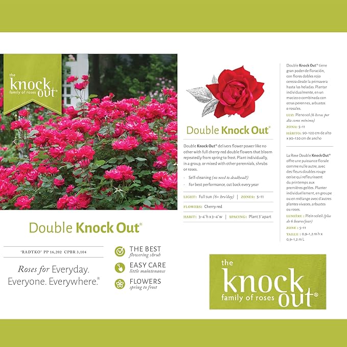 Knockout Double Rose, 2 Gal, Red Blooms