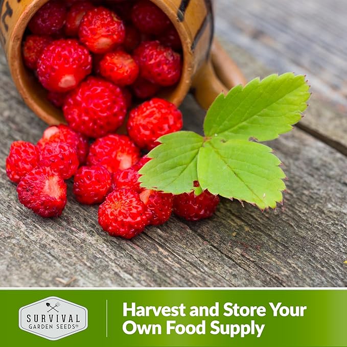 Survival Garden Seeds Alpine Regina Strawberry - 1 Packet of Fruit Seed with Instructions to Plant & Grow Wild Strawberries/Woodland Fruits in The Home Vegetable Garden - Non-GMO Heirloom Variety