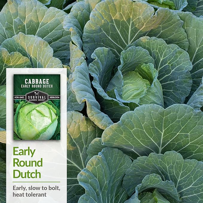 Survival Garden Seeds - Early Round Dutch Cabbage Seed for Planting - 3 Packs with Instructions to Plant and Grow Green Cabbages in Your Home Vegetable Garden - Non-GMO Heirloom Variety