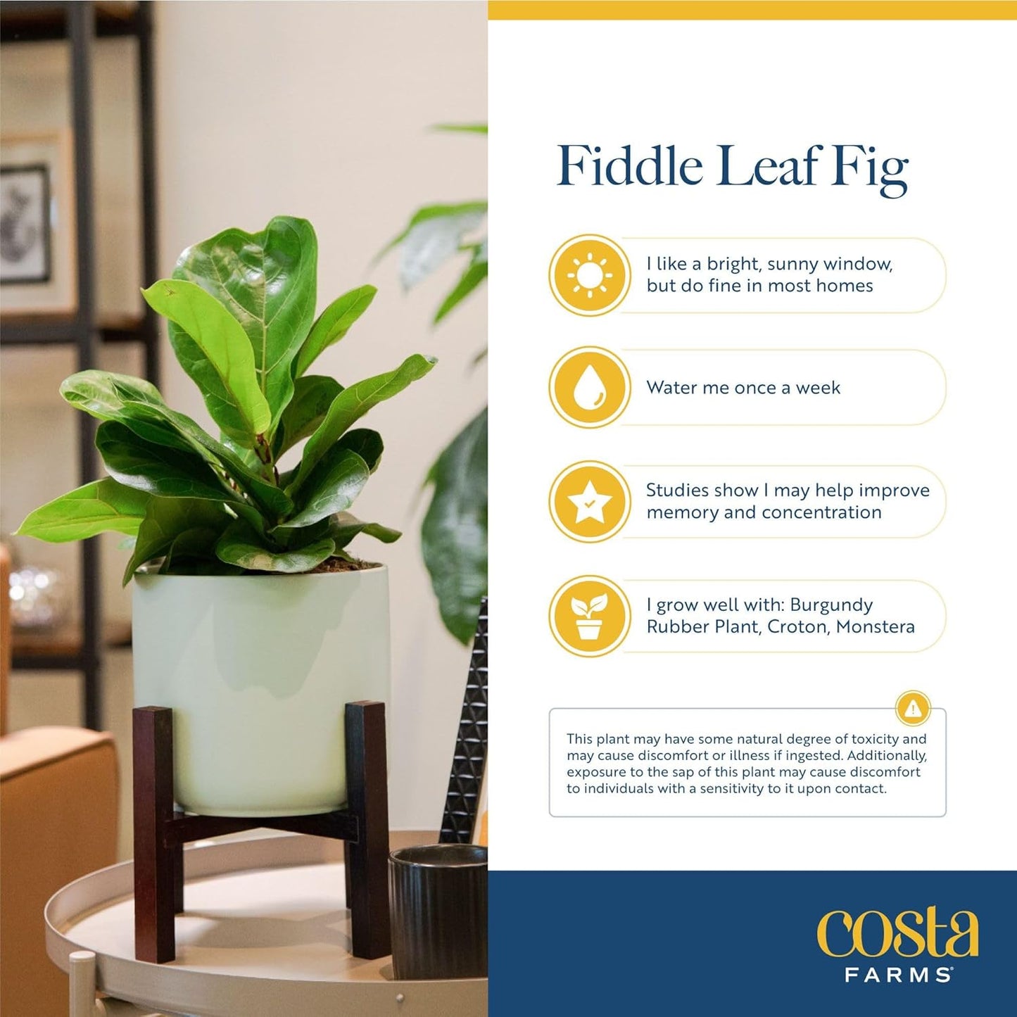 Costa Farms Fiddle Leaf Fig Tree Plant, Live Ficus Lyrata, Live Indoor Plant in Nursery Plant Pot, Live Houseplant in Soil Mix, Housewarming New Home, Office and Indoors Decor, 5 Feet Tall