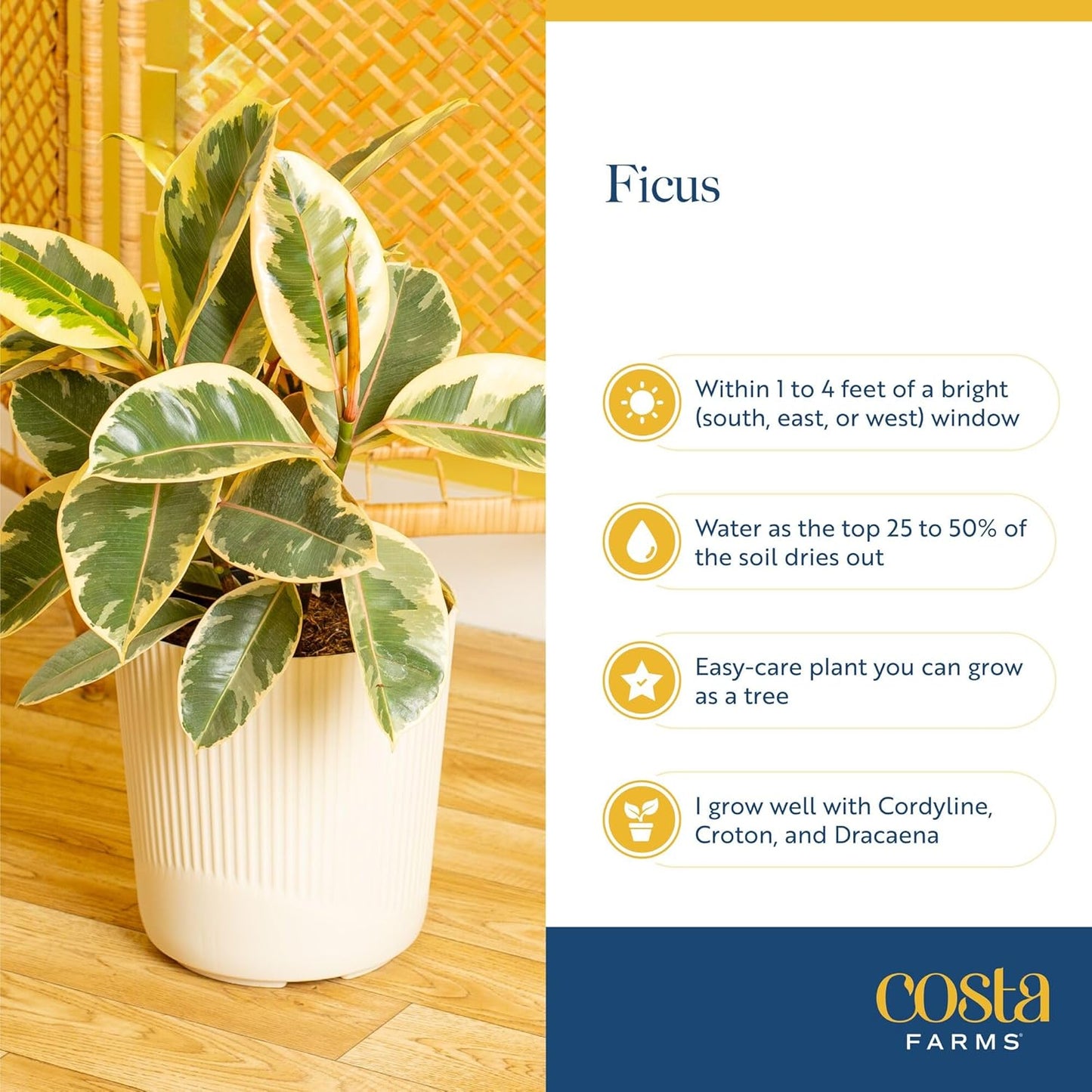 Costa Farms Ficus Live Plants in Decorative Pot, Indoor Houseplant, Assorted Variety, Perfect for Home, Room, or Office Decor, Great House Warming or Birthday Gift, 12-18 Inches Tall, Pack of 2