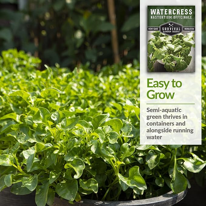 2 Packs Watercress Seed for Planting - Packet with Instructions to Grow Nasturtium officinale in Your Home Vegetable Garden - Non-GMO Heirloom Variety - Survival Garden Seeds