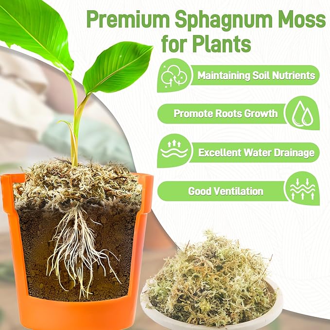 2LB Sphagnum Moss for Plants Indoor, Premium Peat Moss for Reptiles Terrarium-40 Quarter, Natural Long Fiber Orchid Moss for Repotting Propagation Succulent Sarracenia Carnivorous Gardening