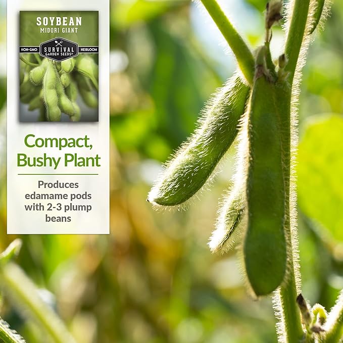 Survival Garden Seeds Midori Giant Soybean Seed for Planting - Packet with Instructions to Plant & Grow Protein-Rich Edamame Pods in Your Home Vegetable Garden - Non-GMO Heirloom Variety Edamame Seeds