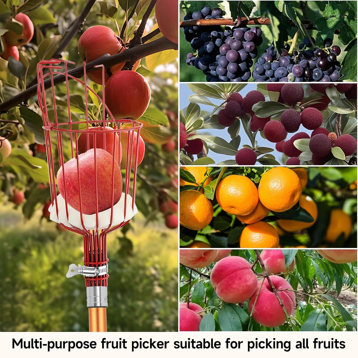 SANLIKE Fruit Picker Tool 8FT Telescoping Fruit Picker Pole, Easy to Assemble Twist-On Apple Basket, Lightweight Aluminum Fruit Picking Equipment for Getting Fruits Apple Orange Pear Mangoes