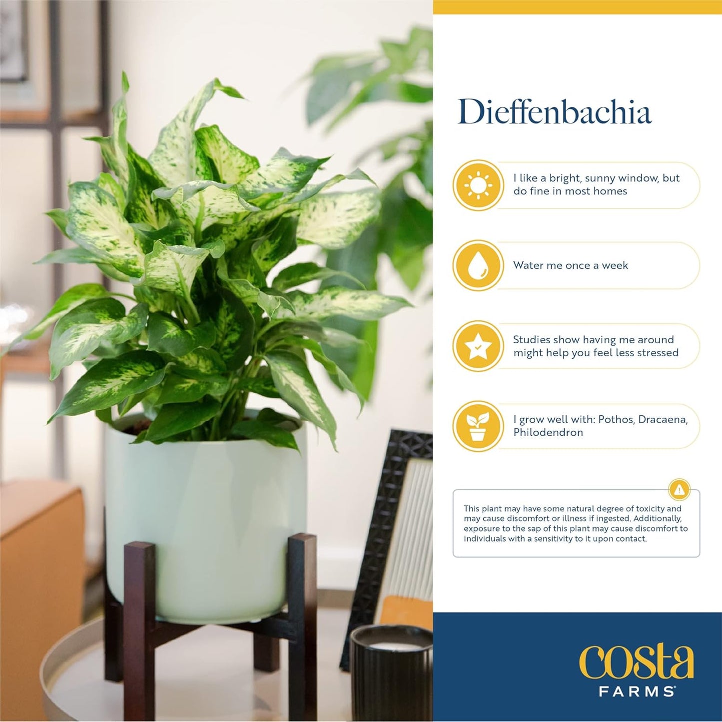 Costa Farms Dieffenbachia, Live Indoor Plant in Décor Plant Pot, Potted Houseplant in Potting Soil Mix, Real Plants Gift for Mom, Dad, 12-14 Inches Tall