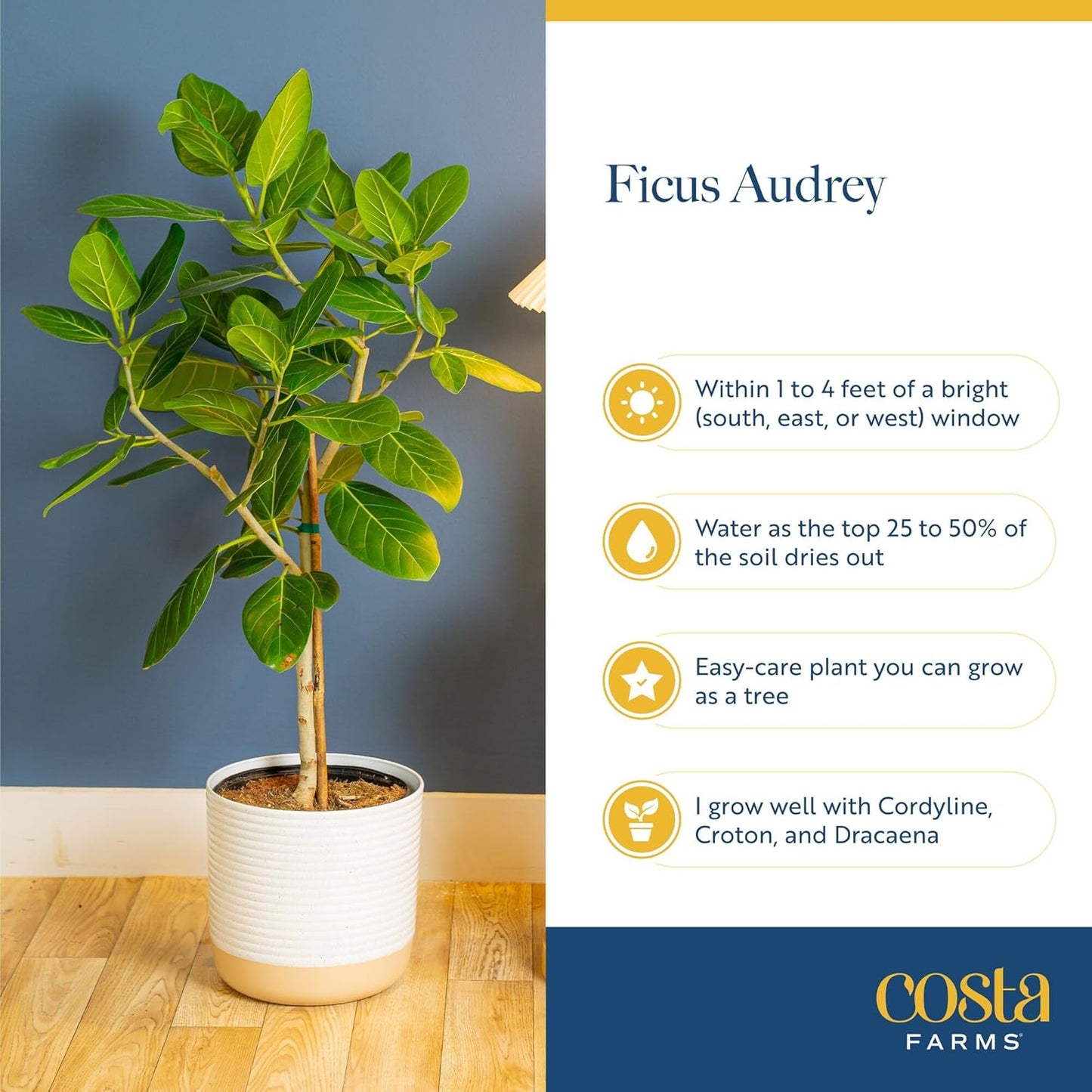 Costa Farms Ficus Audrey Tree Live Plants in Decorative Pot, Large Indoor Houseplant, Perfect for Home, Room, or Office Decor, Great House Warming or Birthday Gift, 3-4 Feet Tall, Pack of 2