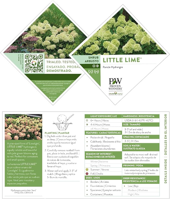 Little Lime Hydrangea 2 Gal, Green to Pink Blooms