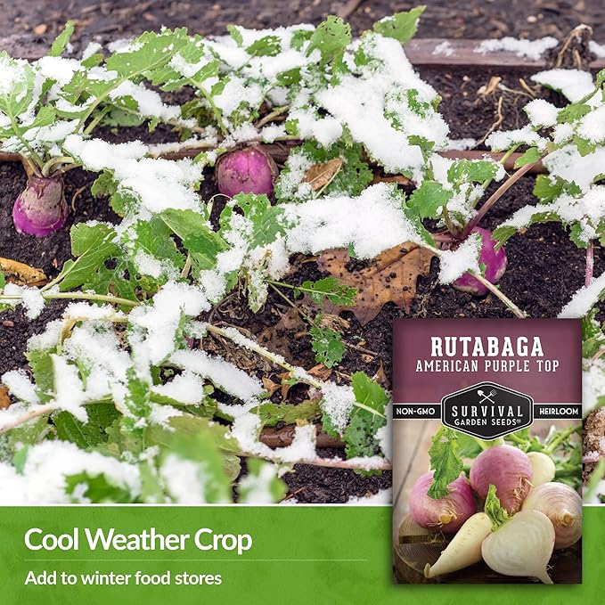 Survival Garden Seeds - 3 Packs American Purple Rutabaga Seed for Planting with Instructions to Grow Brassica Napus in Your Home Vegetable Garden - Non-GMO Heirloom Variety