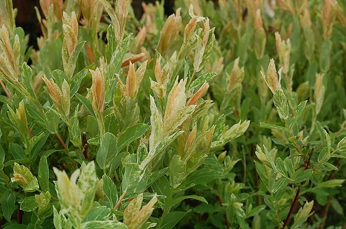 Green Promise Farms - Salix `Hakaro Nishiki' (Dappled Willow)Shrub, #3 -Size Container