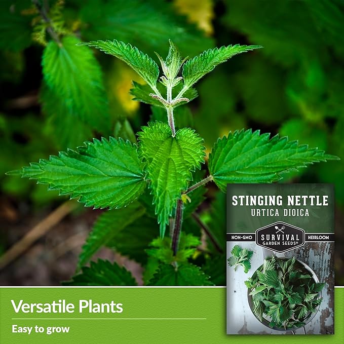 Stinging Nettle Seed for Planting - 2 Packets with Instructions to Plant and Grow Medicinal Herb Common Stinging Nettle in Your Home Herb Garden - Non-GMO Heirloom Variety - Survival Garden Seeds