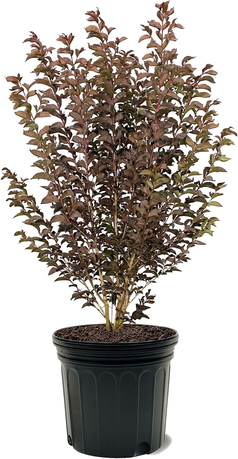 American Plant Exchange Black Diamond Lavender Lace Crape Myrtle Tree Live, 7-Gallon Pot, 2-3ft Tall, Vibrant Purple Flowers, Drought-Tolerant, Large Outdoor Landscape Accent, Year-Round Beauty