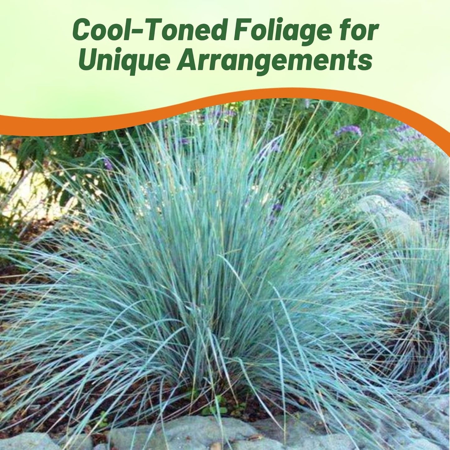 Outsidepride 500 Seeds Perennial Eragrostis Elliotii Blue Eros Ornamental Love Grass Seed for Planting