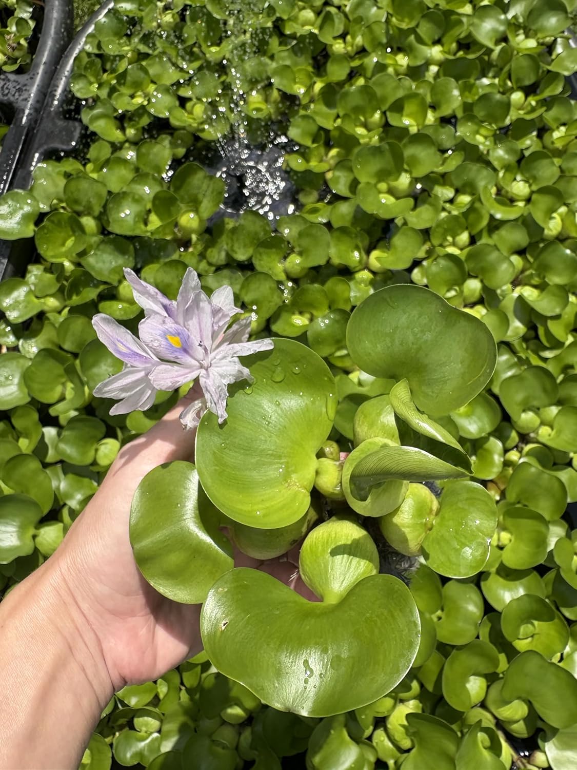 Water Hyacinth - Eichhornia crassipes - Live Plants for Pond, Floating Aquatic Garden Plants - 1 Plant