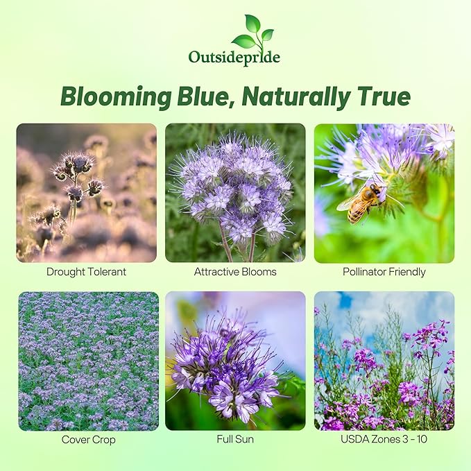 Outsidepride 1/4 lb. Annual Lacy Phacelia Wild Flowers Seeds for Planting