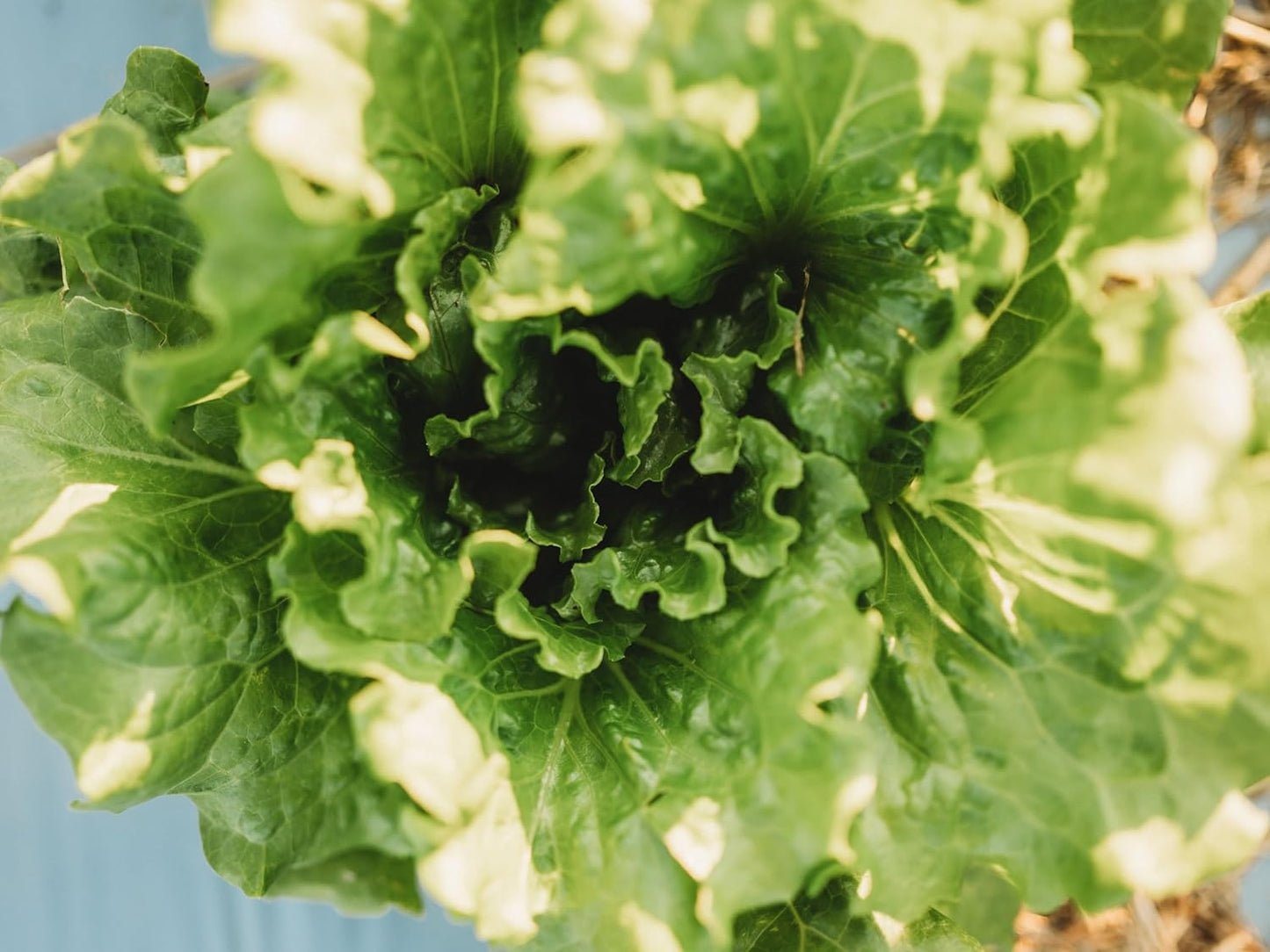 Arianna Batavian Lettuce - 500 Seeds - Non-GMO Batavian Lettuce Seeds for Planting in The Home Garden, Thresh Seed Company