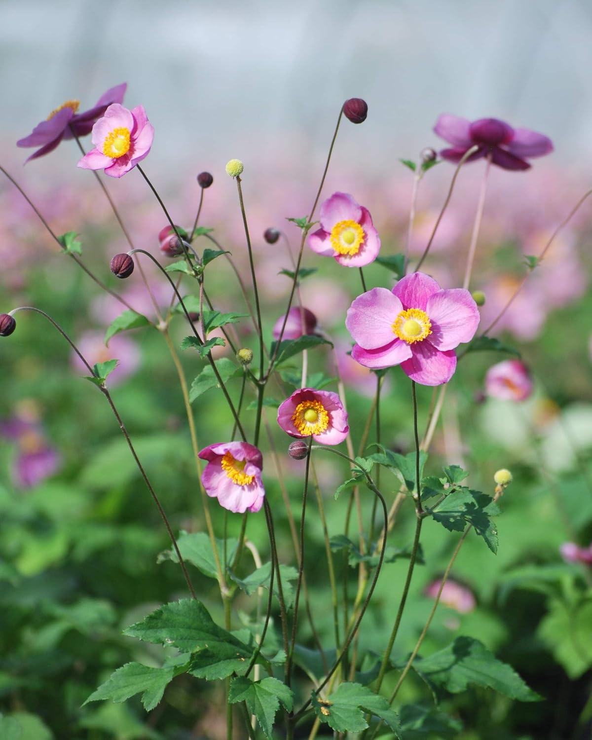 Perennial Farm Anemone Tomentosa 'Robustissima' – Live Windflower Perennial in #1 Container, Soft Pink Blooms, Vigorous & Hardy, Long Blooming, Deer Resistant, Ideal for Borders & Late Summer Color