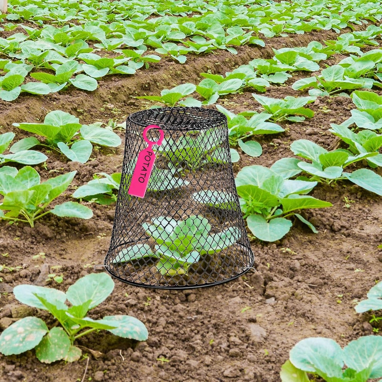 10 Pcs Garden Chicken Wire Plant Covers, 11x11Inch Metal Wire Garden Cloches Chicken Wire Cloche Plant Protector Heavy Duty Garden Plant Cloche for Keeping Bunnies Chicken Squirrels Birds Other Out