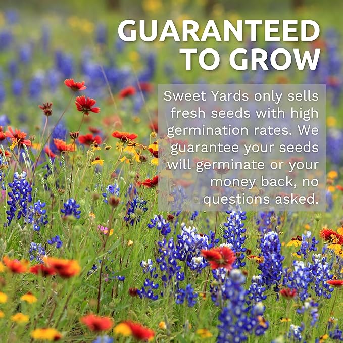 Velvet Queen Sunflower - Bulk 1/4 Pound Pouch - 4,000 Flower Seeds for Planting - Helianthus annuus
